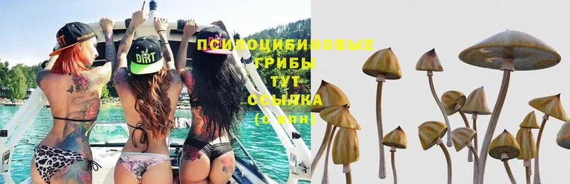 Псилоцибиновые грибы Psilocybe  Боготол 